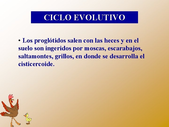 CICLO EVOLUTIVO • Los proglótidos salen con las heces y en el suelo son