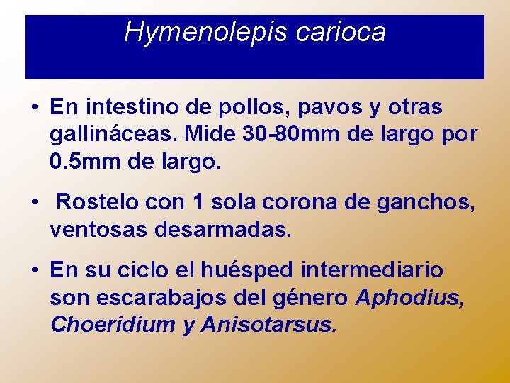 Hymenolepis carioca • En intestino de pollos, pavos y otras gallináceas. Mide 30 -80