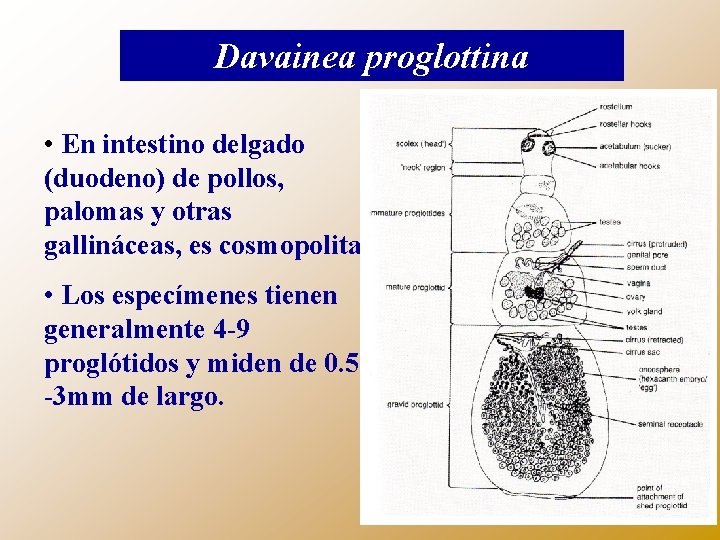 Davainea proglottina • En intestino delgado (duodeno) de pollos, palomas y otras gallináceas, es