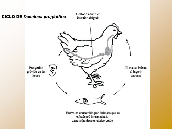 CICLO DE Davainea proglottina 