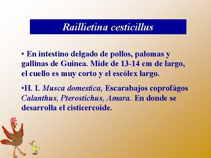 Raillietina cesticillus • En intestino delgado de pollos, palomas y gallinas de Guinea. Mide