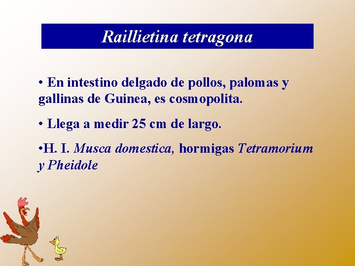 Raillietina tetragona • En intestino delgado de pollos, palomas y gallinas de Guinea, es