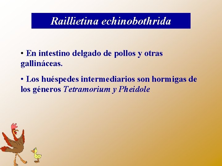 Raillietina echinobothrida • En intestino delgado de pollos y otras gallináceas. • Los huéspedes