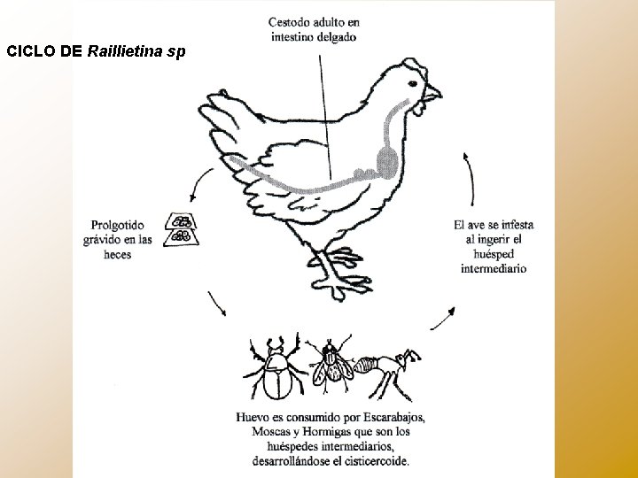 CICLO DE Raillietina sp 