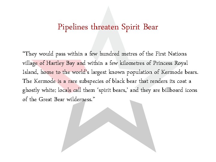 Pipelines threaten Spirit Bear “They would pass within a few hundred metres of the