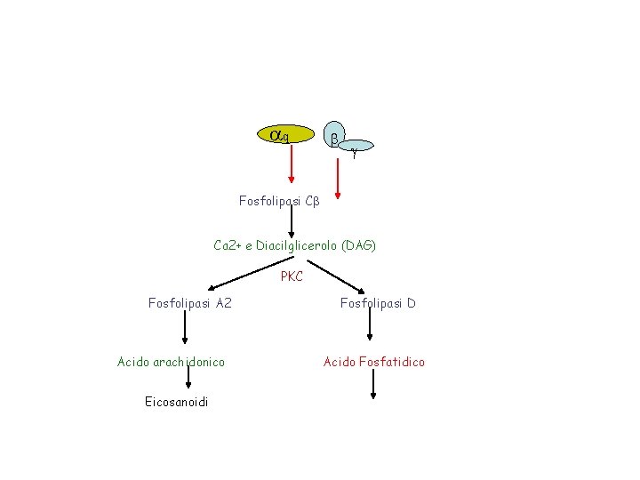aq b g Fosfolipasi Cb Ca 2+ e Diacilglicerolo (DAG) PKC Fosfolipasi A 2