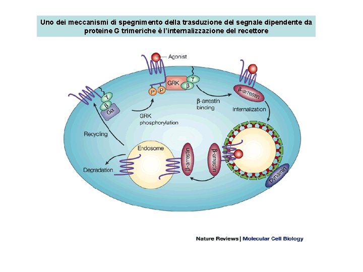 Uno dei meccanismi di spegnimento della trasduzione del segnale dipendente da proteine G trimeriche
