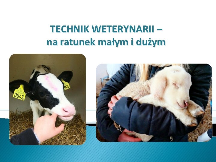 TECHNIK WETERYNARII – na ratunek małym i dużym 