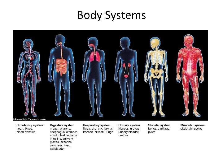 INTRODUCTION TO PHYSIOLOGY LECTURE 1 At the end