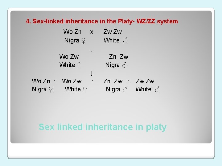 4. Sex-linked inheritance in the Platy- WZ/ZZ system Wo Zn x Nigra ♀ ↓