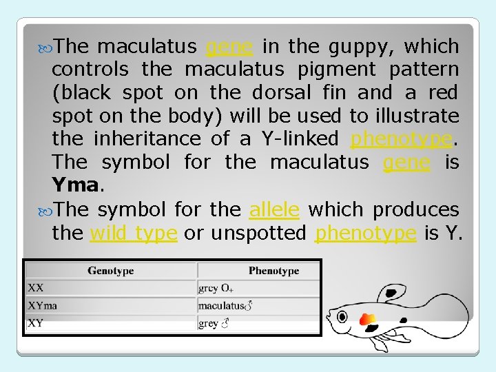  The maculatus gene in the guppy, which controls the maculatus pigment pattern (black