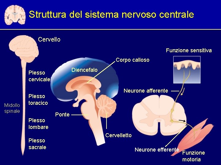 Struttura del sistema nervoso centrale Cervello Funzione sensitiva Corpo calloso Diencefalo Plesso cervicale Midollo