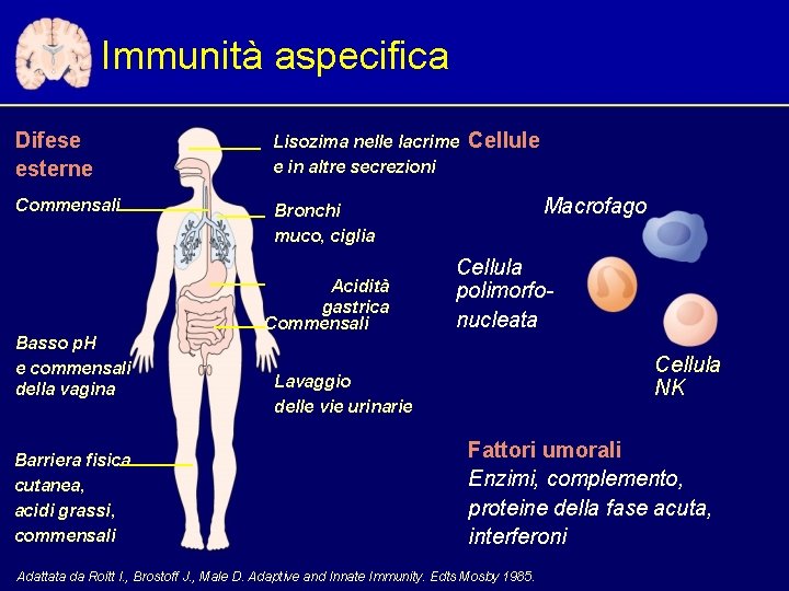 Immunità aspecifica Difese esterne Lisozima nelle lacrime e in altre secrezioni Commensali Bronchi muco,