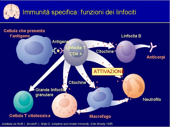 Immunità specifica: funzioni dei linfociti Cellula che presenta l’antigene Linfocita B Antigene Linfocita T