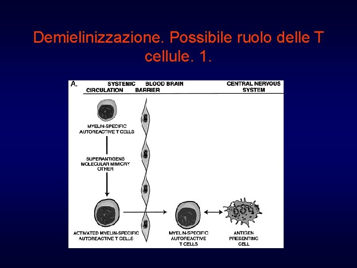 Demielinizzazione. Possibile ruolo delle T cellule. 1. 
