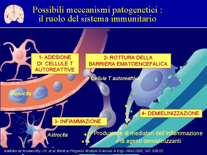 Possibili meccanismi patogenetici : il ruolo del sistema immunitario 1 - ADESIONE DI CELLULE