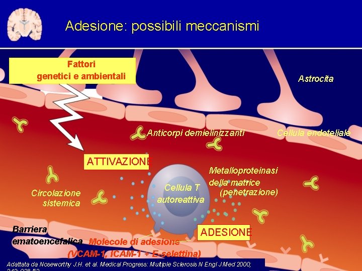 Adesione: possibili meccanismi Fattori genetici e ambientali Astrocita Anticorpi demielinizzanti ATTIVAZIONE Circolazione sistemica Cellula