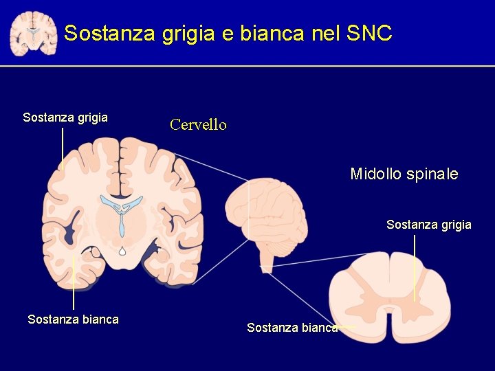 Sostanza grigia e bianca nel SNC Sostanza grigia Cervello Midollo spinale Sostanza grigia Sostanza