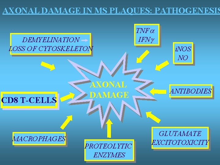 AXONAL DAMAGE IN MS PLAQUES: PATHOGENESIS DEMYELINATION LOSS OF CYTOSKELETON CD 8 T-CELLS MACROPHAGES