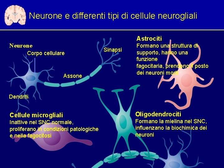 Neurone e differenti tipi di cellule neurogliali Astrociti Neurone Corpo cellulare Assone Sinapsi Formano