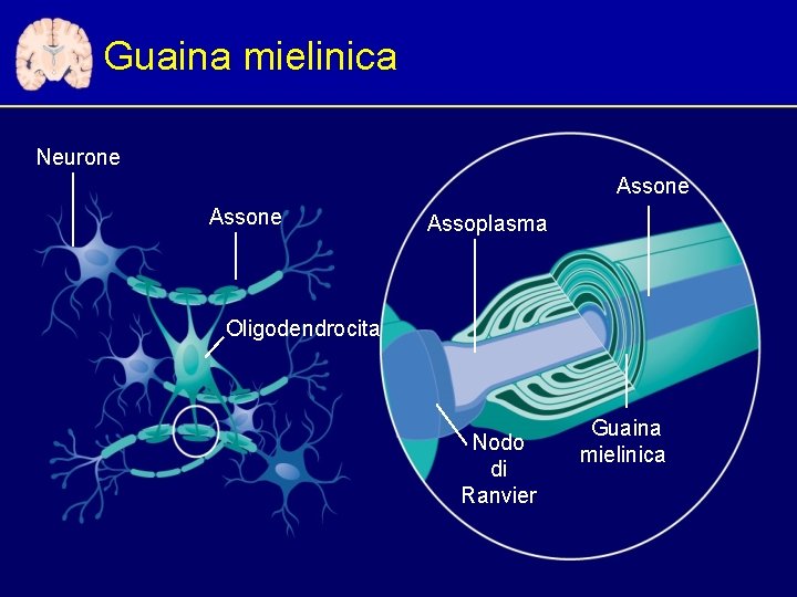 Guaina mielinica Neurone Assone Assoplasma Oligodendrocita Nodo di Ranvier Guaina mielinica 