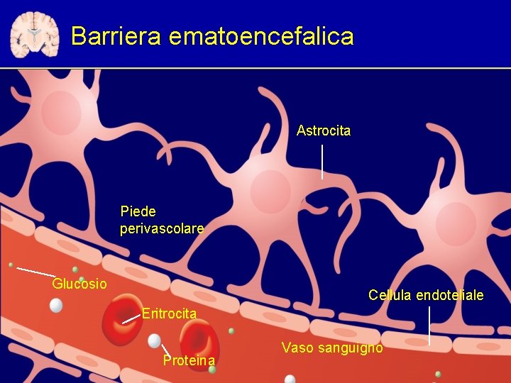 Barriera ematoencefalica Astrocita Piede perivascolare Glucosio Cellula endoteliale Eritrocita Proteina Vaso sanguigno 