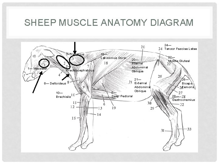 SHEEP MUSCLE ANATOMY DIAGRAM 24— Tensor Fasciae Latae 3–Trapezius 1— Masseter 2— Brachiocephalicus 18—