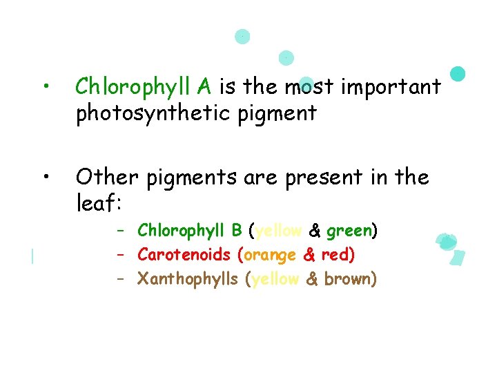  • Chlorophyll A is the most important photosynthetic pigment • Other pigments are