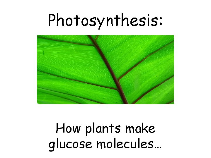 Photosynthesis: How plants make glucose molecules… 