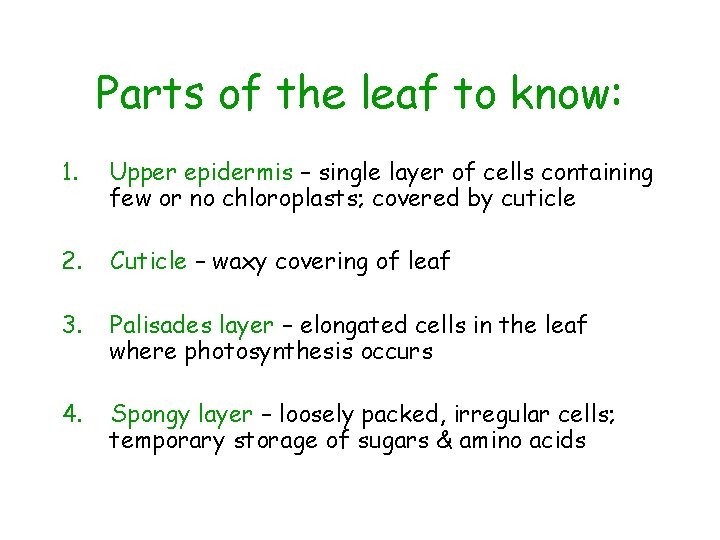 Parts of the leaf to know: 1. Upper epidermis – single layer of cells