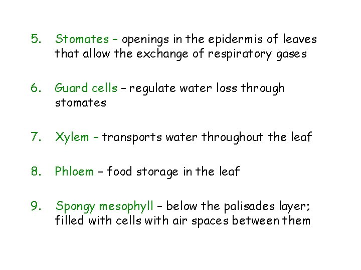 5. Stomates – openings in the epidermis of leaves that allow the exchange of