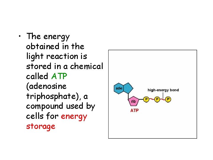  • The energy obtained in the light reaction is stored in a chemical