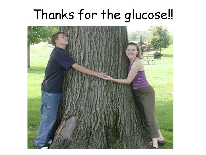 Thanks for the glucose!! 