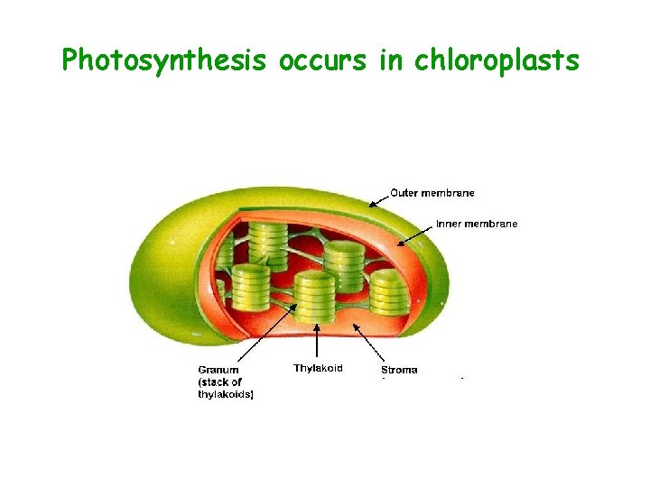 Photosynthesis occurs in chloroplasts 