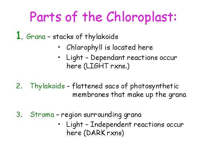Parts of the Chloroplast: 1. Grana – stacks of thylakoids • Chlorophyll is located