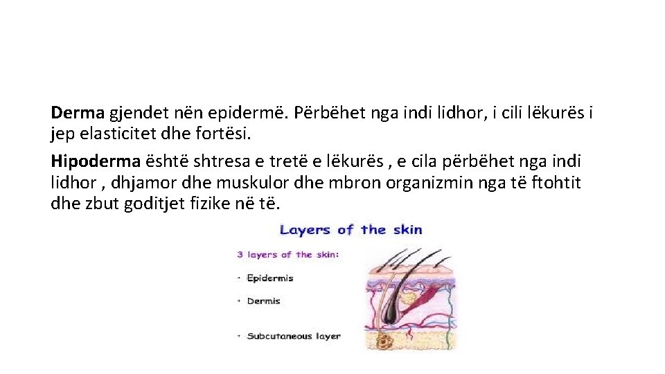 Derma gjendet nën epidermë. Përbëhet nga indi lidhor, i cili lëkurës i jep elasticitet