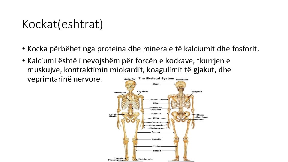 Kockat(eshtrat) • Kocka përbëhet nga proteina dhe minerale të kalciumit dhe fosforit. • Kalciumi