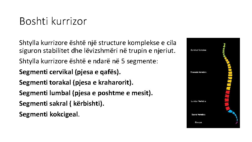 Boshti kurrizor Shtylla kurrizore është një structure komplekse e cila siguron stabilitet dhe lëvizshmëri