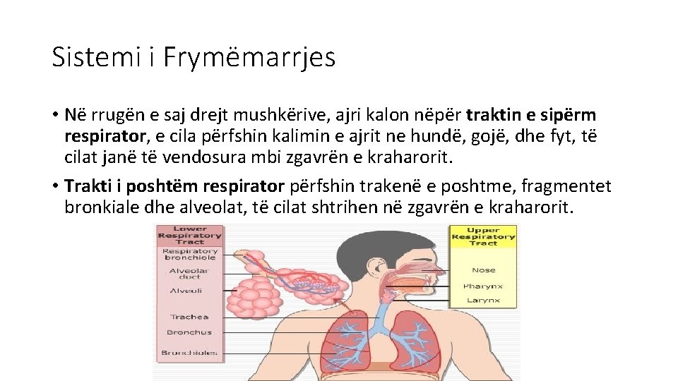 Sistemi i Frymëmarrjes • Në rrugën e saj drejt mushkërive, ajri kalon nëpër traktin