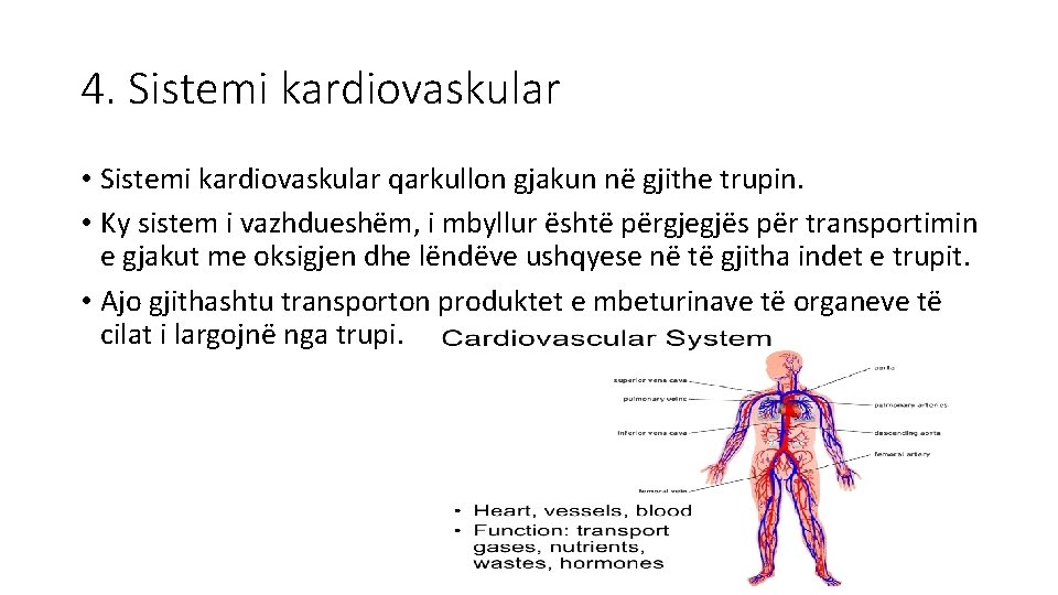 4. Sistemi kardiovaskular • Sistemi kardiovaskular qarkullon gjakun në gjithe trupin. • Ky sistem