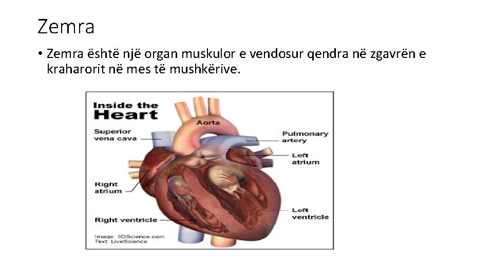 Zemra • Zemra është një organ muskulor e vendosur qendra në zgavrën e kraharorit