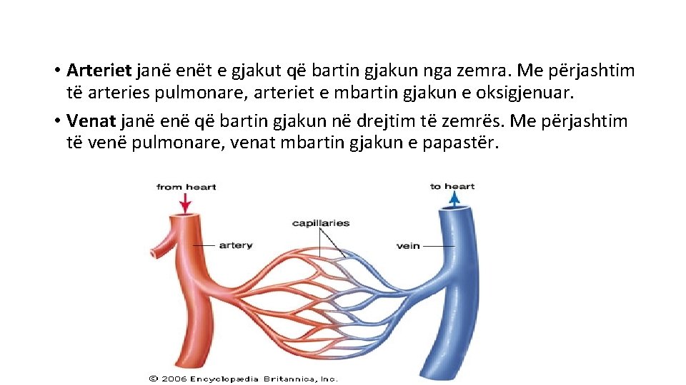  • Arteriet janë enët e gjakut që bartin gjakun nga zemra. Me përjashtim