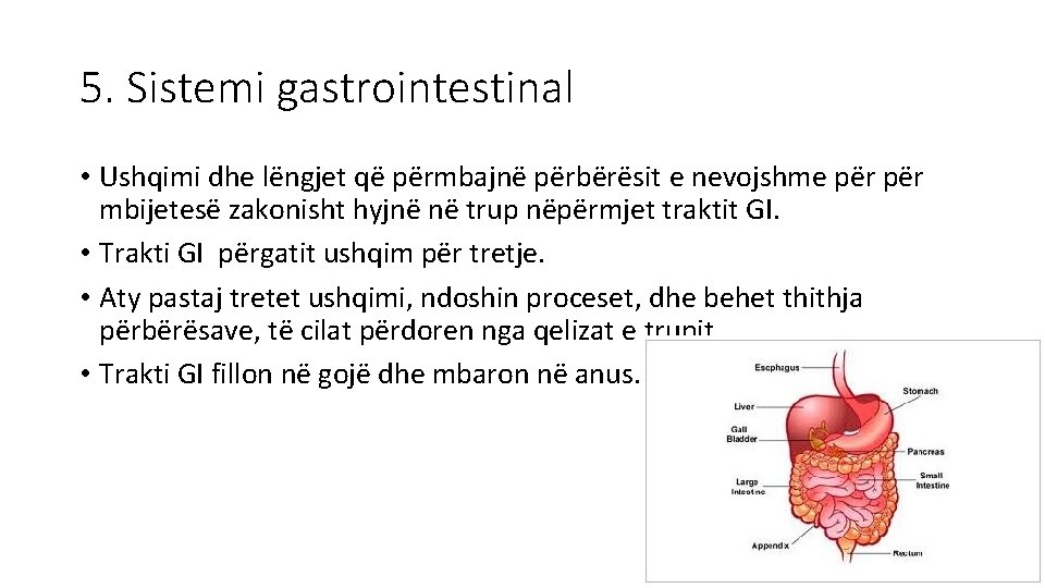 5. Sistemi gastrointestinal • Ushqimi dhe lëngjet që përmbajnë përbërësit e nevojshme për mbijetesë