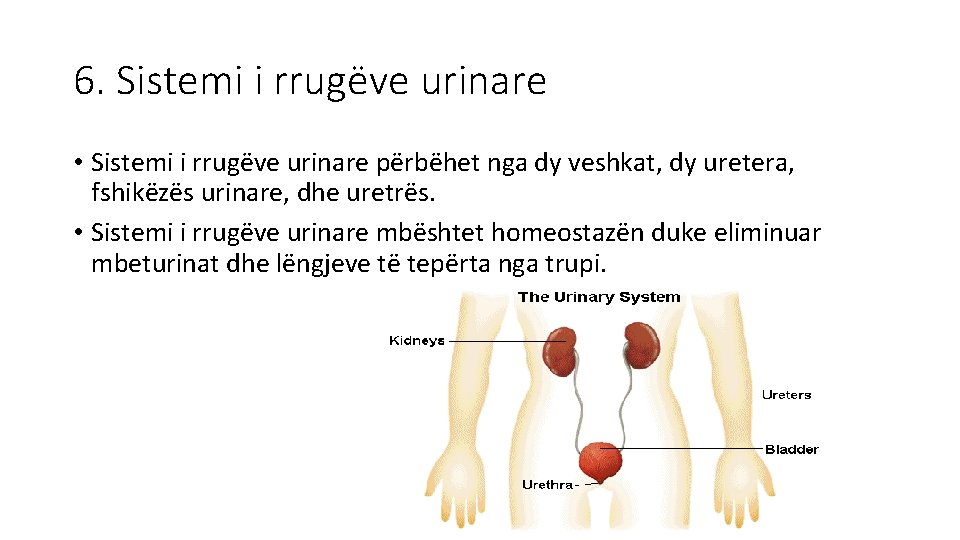 6. Sistemi i rrugëve urinare • Sistemi i rrugëve urinare përbëhet nga dy veshkat,