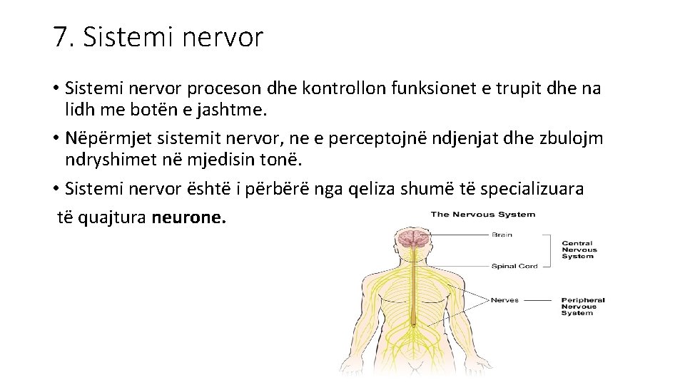 7. Sistemi nervor • Sistemi nervor proceson dhe kontrollon funksionet e trupit dhe na