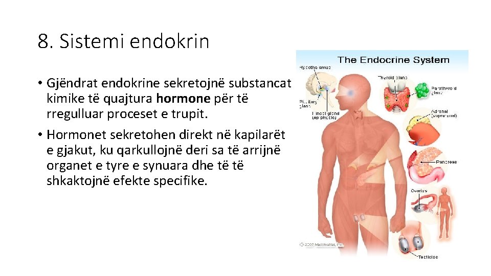 8. Sistemi endokrin • Gjëndrat endokrine sekretojnë substancat kimike të quajtura hormone për të