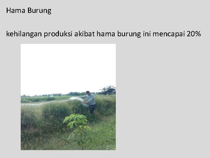 Hama Burung kehilangan produksi akibat hama burung ini mencapai 20% 