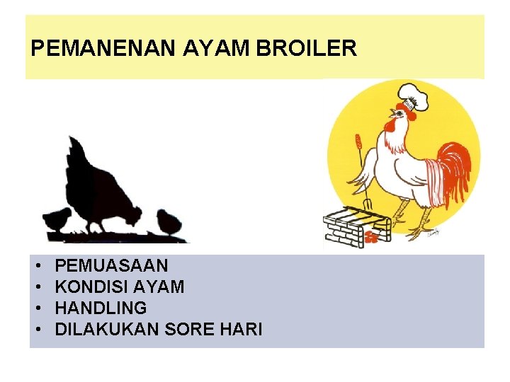 PEMANENAN AYAM BROILER • • PEMUASAAN KONDISI AYAM HANDLING DILAKUKAN SORE HARI 