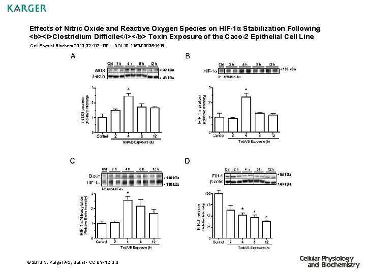 Effects of Nitric Oxide and Reactive Oxygen Species on HIF-1α Stabilization Following <b><i>Clostridium Difficile</i></b>