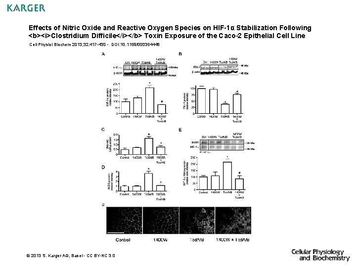 Effects of Nitric Oxide and Reactive Oxygen Species on HIF-1α Stabilization Following <b><i>Clostridium Difficile</i></b>